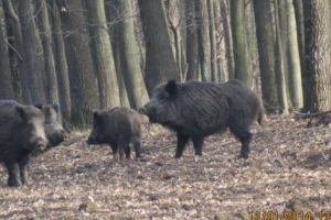 Liber la vânat urşi şi mistreţi!