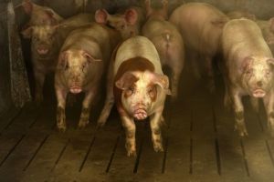 Revoltă într-un sat din Brăila, din cauza pestei porcine. Oamenii îşi apără animalele