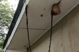 Imagini incredibile. Un milion de furnici au făcut un pod pentru a ataca un cuib de viespi - VIDEO