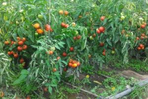 Prima producţie de legume după aproape 15 ani la Serele Primăriei Târgu-Mureş