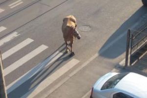 Cal liber pe Bulevardul Muncii. Animalul se plimba pe stradă - FOTO