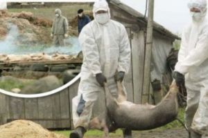 O noua BOALĂ la porcii din România. Se poate transmite şi la om. Autorităţile au anunţat ABIA ASTĂZI