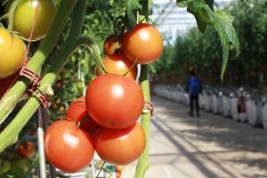 Olanda recrutează culegători de tomate