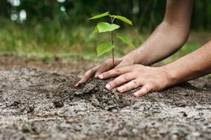 Termen pentru solicitarea sprijinului pentru prima împădurire