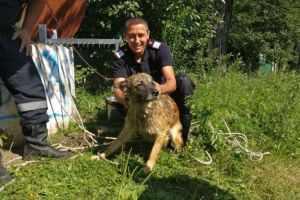 Câine salvat de pompieri dintr-o fântână