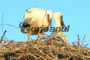 Pentru ca vara este aproape pe trecute – Şi în acest an „juniorii” se antrenează