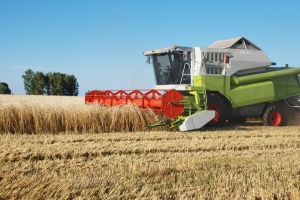 Semne bune privind recolta de cereale din judeţ