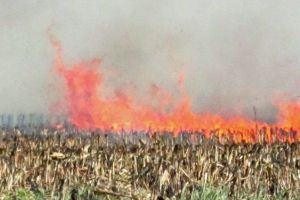 Ministrul Daea, ordin extrem: Se incendiază culturile de porumb din judeţul Satu Mare!