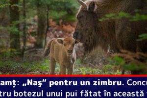 Neamţ: „Naş“ pentru un zimbru. Concurs pentru botezul unui pui fătat în această vară