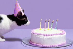 8 august – Ziua Internaţională a Pisicii