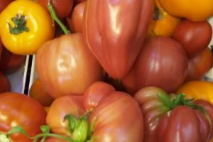 Impactul programelor de susţinere a agriculturii ilfovene