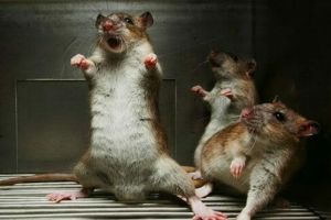 Aradul, RAIUL ŞOBOLANILOR, rod al INCOMPETENŢEI administrative a aiuriţilor din Primărie (VIDEO)