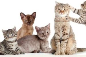8 august, Ziua Internaţională a Pisicii. Feline celebre ale social-media