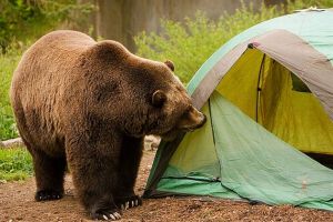 O nouă victimă la Buşteni - Turist muşcat de urs în timp ce dormea în cort