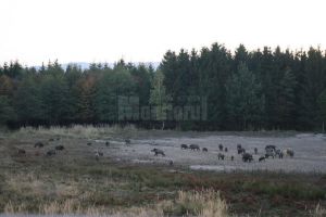 Cotele de vânătoare la mistreţ ar urma să fie suplimentate cu 623 de exemplare pe judeţul ...