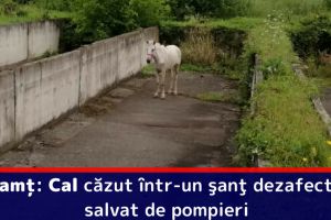 Neamţ: Cal căzut într-un şanţ dezafectat, salvat de pompieri