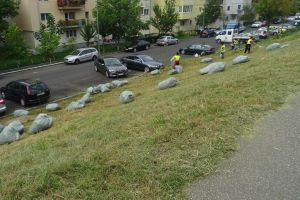 FOTO&VIDEO. Noile firme au început treaba în Satu Mare. Florisalul ar trebui să ia notiţe