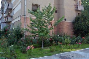 Primăria caută cea mai frumoasă curte de bloc din Oradea