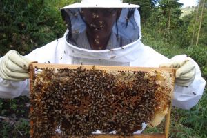 Apicultorii harghiteni au nevoie de sprijin pentru a putea supravieţui