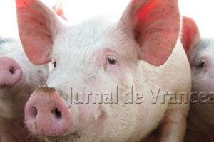 Măsuri sporite luate de autorităţile din Vrancea împotriva pestei porcine