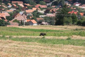 Șase urşi vor dispărea din Băile Tuşnad