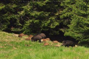 VIDEO/ Imagini inedite surprinse în Parcul Natural Apuseni: O turmă de mistreţi cu pui ce se hrănesc într-o mică poiană