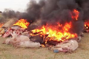 Pesta porcină se extinde cu repeziciune!