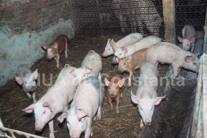 In plina criza de pesta porcina africana, o tanara infiinteaza o ferma de porci la Mihail Kogalniceanu (document) 