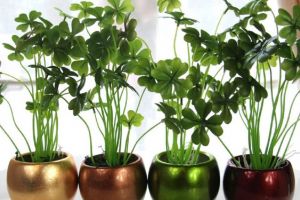 Planta-farmacie: Vara calmează muşcăturile de insecte, iarna redă sănătate căilor respiratorii