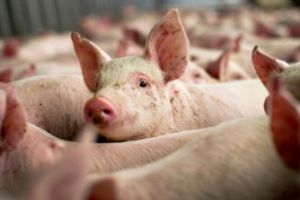 Punct de control temporar pentru prevenirea răspândirii pestei porcine africane, instituit la Ciorani