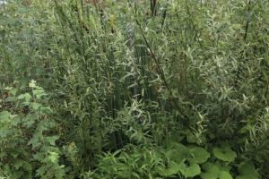 „Jungla” din urma lui Inquieto…