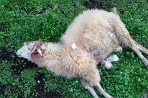 Borboly Csaba: Ursul Nu Este În Concediu În Luna August