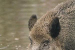 Vânătoarea MISTREȚILOR poate conduce la o CATASTROFĂ provocată de PESTA PORCINĂ