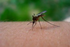 ALERTĂ de gradul ZERO! 23 de cazuri de infecţie cu virusul West Nile. Un bărbat a MURIT