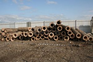 Dosarul „ţigările din buşteni”, finalizat şi trimis spre judecare