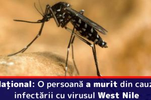 Naţional: O persoană a murit din cauza infectării cu virusul West Nile. Vezi recomandările