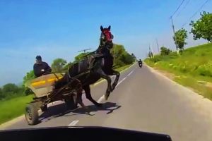 Șofer cercetat penal, în urma unei şicane avută cu un căruţaş