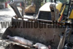 Haos in PSD/ Omoram animalele!/ Ardem granele!/ Cand otravim fantanile?