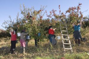 Alt tip de dezastru în pomicultura dâmboviţeană: Producţie record, preţuri foarte mici!