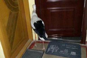 Barza le-a bătut la uşă! Locatarii unui bloc din Brăila, ALERTAȚI la prima oră a dimineţii