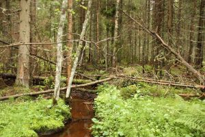 ONG-urile de mediu din Harghita: Natura va avea enorm de suferit