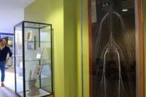 INCREDIBIL. O femeie şi-a donat corpul în scop ştiinţific. De fapt, cine era donatoarea?