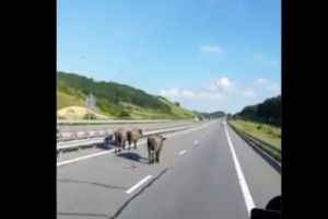 VIDEO: Participanţi-surpriză la traficul de pe autostrada A3, pe tronsonul dintre Cluj şi Turda