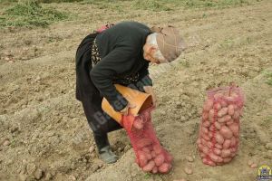 La Lunguleţu, în acest an, producţie de cartofi mai puţină, dar mai scumpă