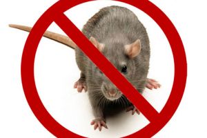 Duminică şi luni, zonele verzi din Deva vor fi deratizate