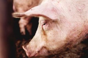 Controale la Polovragi şi Ţânţăreni pentru combaterea pestei porcine africane