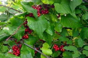 Untul pământului (Tamus communis) – beneficii şi proprietăţi