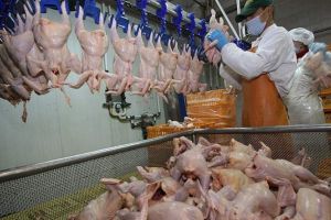 Se caută 20 de muncitori în industria alimentară din Olanda!