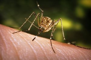Un barbat din Galaţi a murit din cauza virusului West Nile