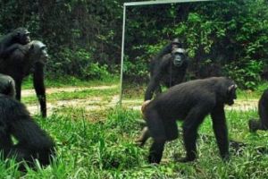 DESCOPERIRE incredibilă: MAIMUȚELE pot VORBI